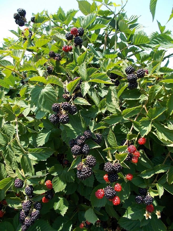 Triple Crown Blackberry Plants - Healthy Bare Root - Thorn-less