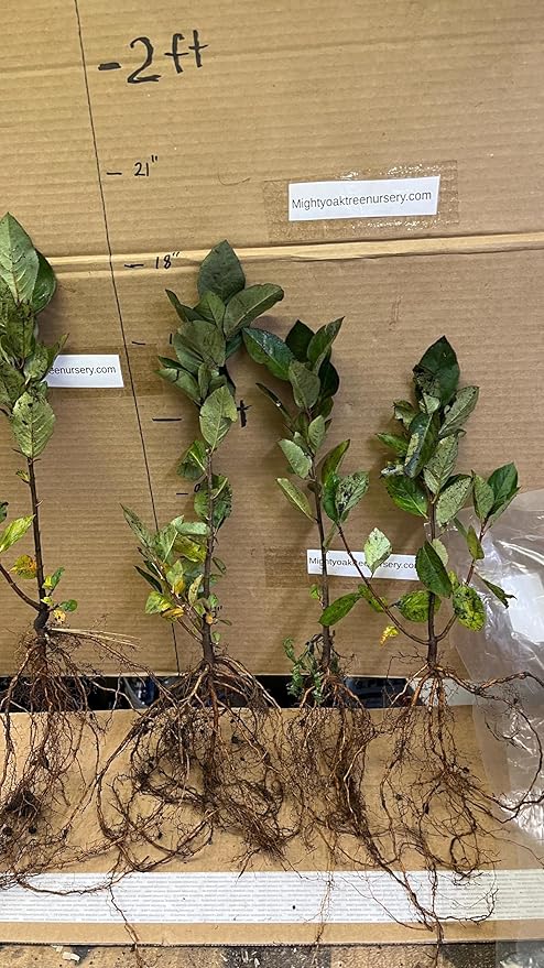 8-14" Tall Aronia melanocarpa Black Chokeberry bareroot Plant
