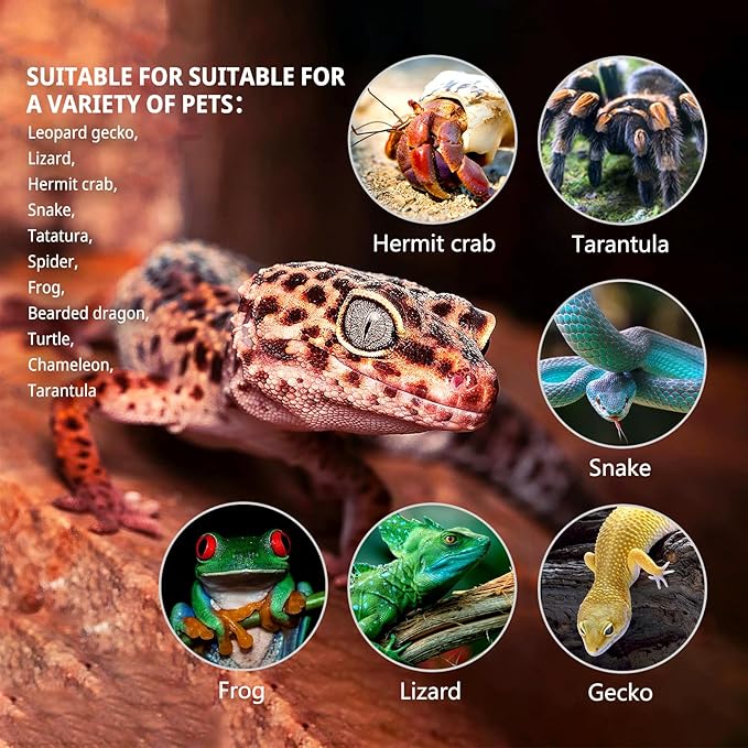 waazoorep Reptile Glass Tank 20"*12"*10" Pre-Assembled Terrarium for Turtle,Hermit Crab,Bearded Dragon,Gecko,Lizard,Snake,Spider,Fish,Tarantula Enclosure with Top Screen Ventilation and Openning Door