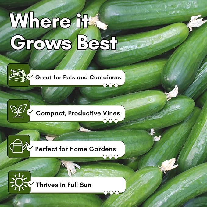 Beit Alpha Persian Cucumber Seeds for Planting - Heirloom, Non-GMO Cucumbers with Mild Flavor & Thin Skin – Fresh Eating Garden Seeds | Woods Creek Seeds