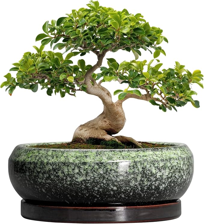 EPFamily Bonsai Pots - 13 Inch Ceramic Succulent Planters Indoor, Round Shallow Planter with Drainage Hole and Saucer, Large Succulent Pot, Bowl Planter Outdoor, House Decor, Housewarming Gift, Green