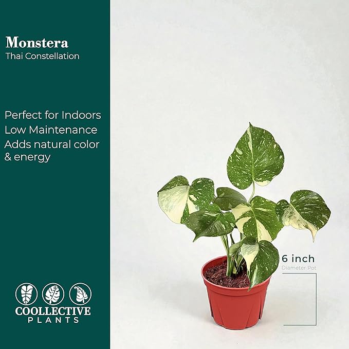 CoollectivePlants Monstera Thai Constellation - Live 6″ Variegated Houseplant in Growers Pot, Easy Care Indoor Plant, Thai Constellation Monstera Live Plant for Home or Office Décor