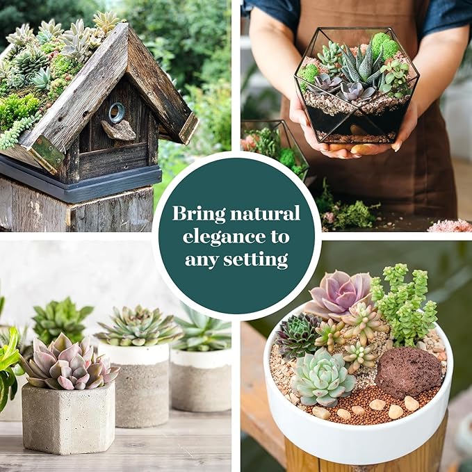 Shop Succulents Assorted Succulent Plant Pack Collection - Live Mini Succulent Plants, Low Maintenance, Mixture of Colors & Textures - Wedding and Party Favors, Gift & Garden, Pack of 64
