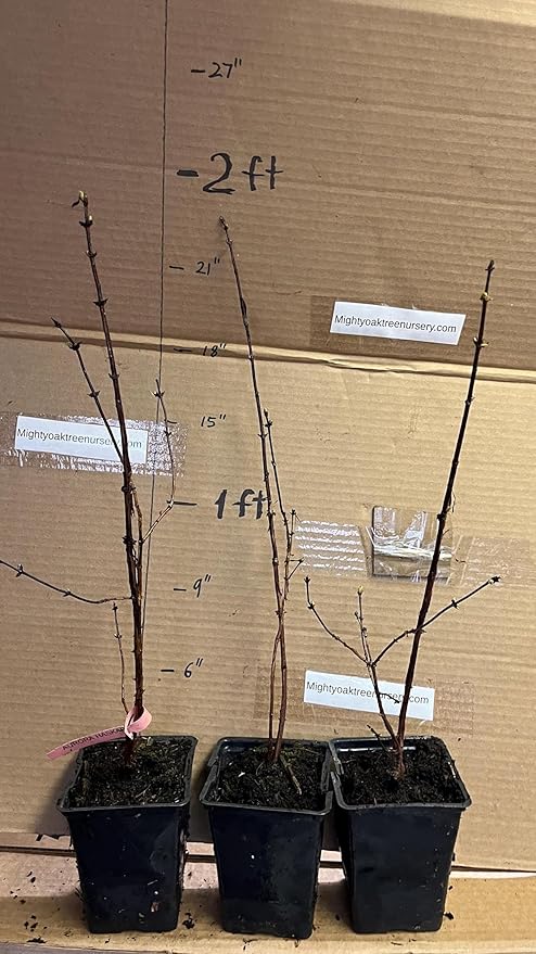 1 Litter Pot Honeyberry ‘Aurora’ (Lonicera caerulea VAR.edulis) 1 Plant 12-18” Tall Haskap