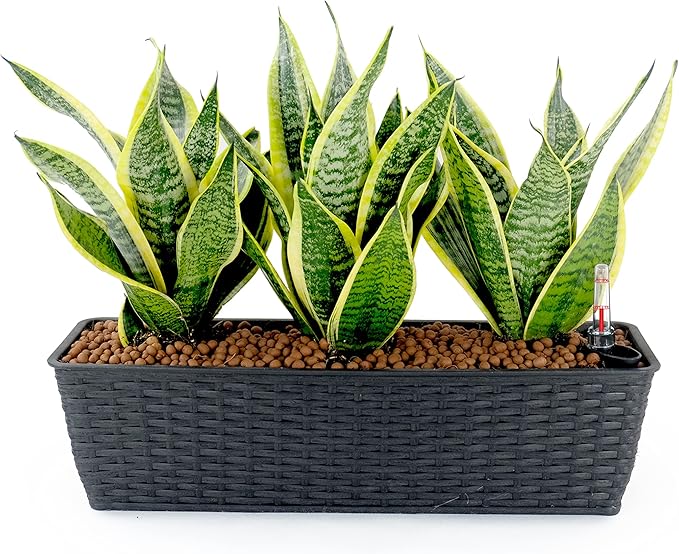 Smart Self-Watering Rectangle Planter for Indoor and Outdoor,Hand Woven Wicker,Espresso,UV Stabilized Frost Blocking Planter