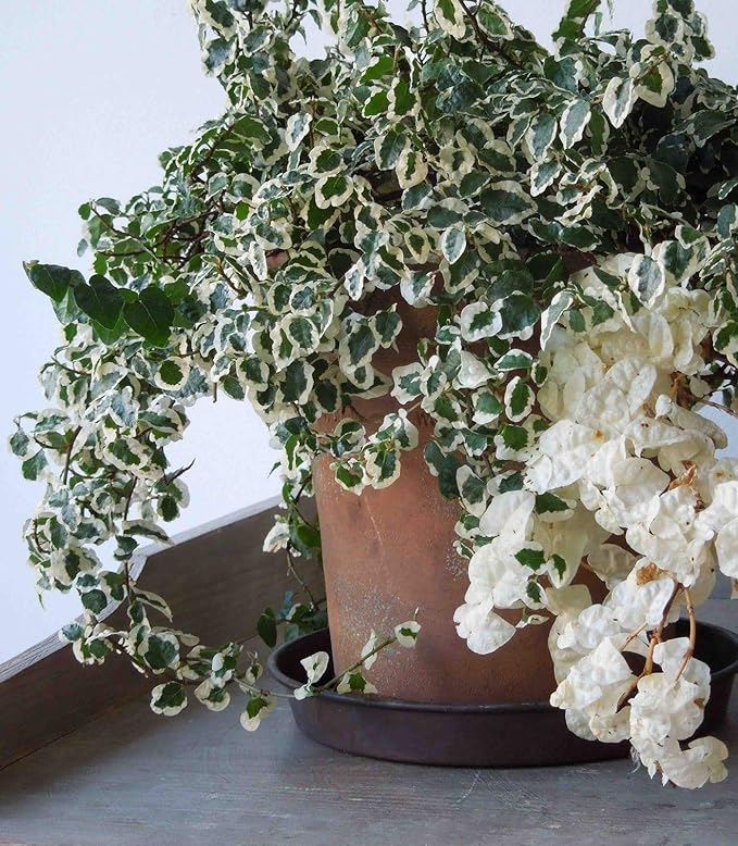 Variegated Creeping Fig Vine - Ficus Pumila Variegata - 50 Live Fully Rooted 2 Inch Plants - Climbing Ivy