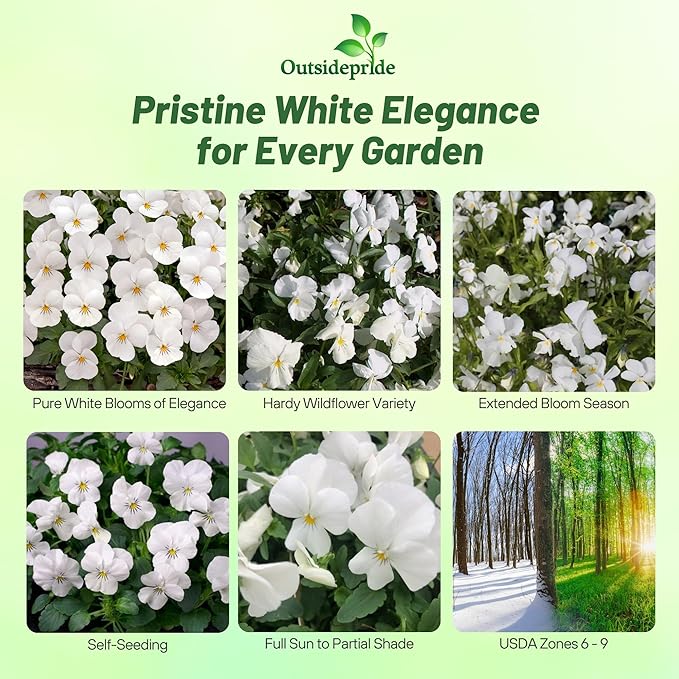 Outsidepride White Perfection Viola Pansy Seeds for Planting - 1000 Pcs. Perennial, Cold-Hardy & Pollinator Friendly Flowers with Fragrant Blooms for Garden Beds, Borders & Container Displays