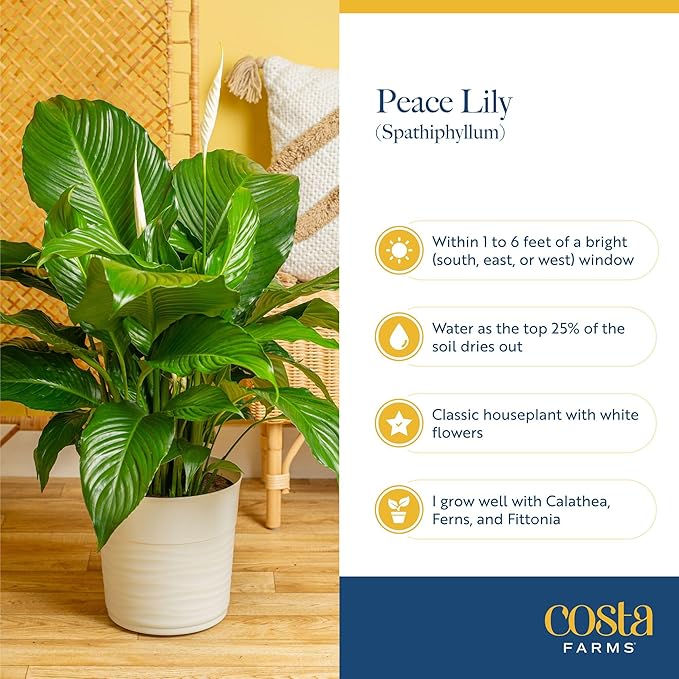 Costa Farms Peace Lily Live Plant in Decorative Pot, Air Purifying Flowering Indoor Houseplant, Perfect for Home, Room, or Office Decor, Great House Warming or Birthday Gift, 14-24 Inches Tall