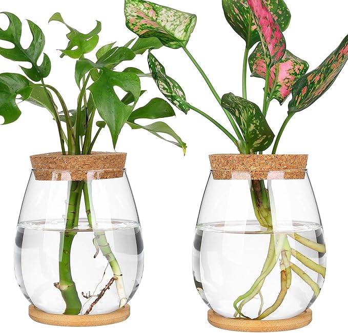 onepeng 2Pcs Propagation Vases for Plants, Well-Made Plant Terrarium, Hydroponic Glass Container Vase Jars, Plant Lover Gifts for Women, Windowsill Kitchen Desktop Decorations