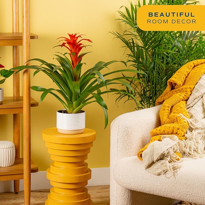Costa Farms Bromeliad Live Plant | Blooming Flowers, 20-Inches Tall | Live Indoor Houseplant in Garden Flower Pot | Color Varies | Housewarming Gift | Home, Office and Room Decor