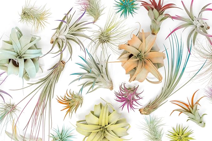 Purple Colorful Tillandsia Air Plants - Long Lasting Color Enhanced Live Tillandsia Succulent House Plants - Home and Garden Decor - Easy Care Indoor and Outdoor (Argentea Thin, Single)