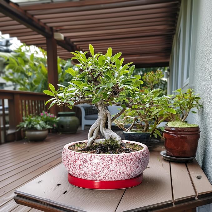 EPFamily Bonsai Tree Pots 13 Inch - Ceramic Bonsai Pots with Drainage Hole and Tray, Large Succulent Planters Indoor, Round Bowl Planter Outdoor, Shallow Planter, Garden Decor, Plant Lover Gifts, Red