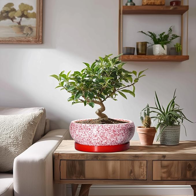 EPFamily Succulent Pots - 8 Inch Bonsai Pots for Indoor Outdoor, Shallow Ceramic Planter with Drainage Hole and Saucer, Round Flower Succulent Planters, Room Decor, Gifts for Plant Lovers, Red