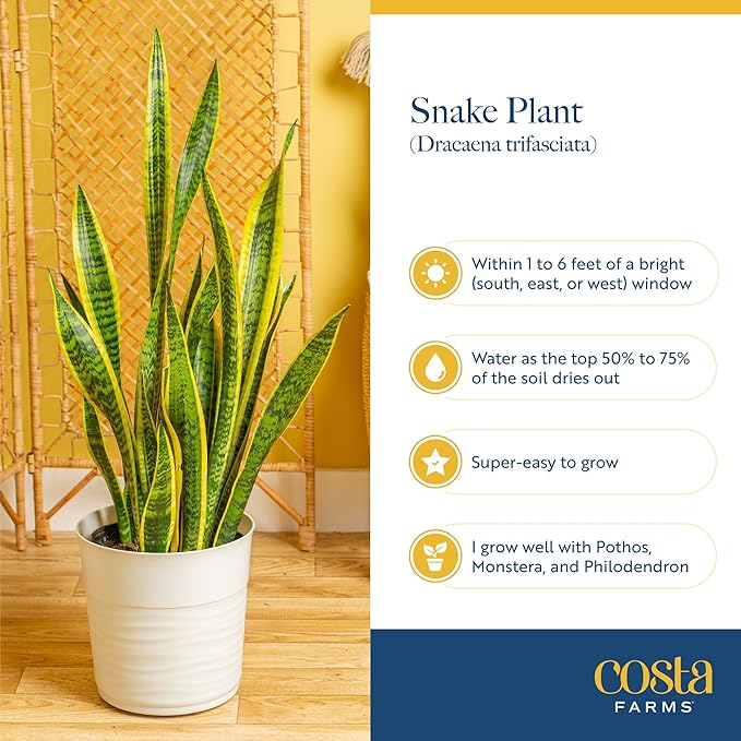 Costa Farms Snake Plant, Live Plants in Plastic Pots, Easy to Maintain, Air Purifying Indoor Succulent Houseplants, Assorted Variety, Home, Room, or Office Decor, Pack of 4, 8-12 Inches Tall