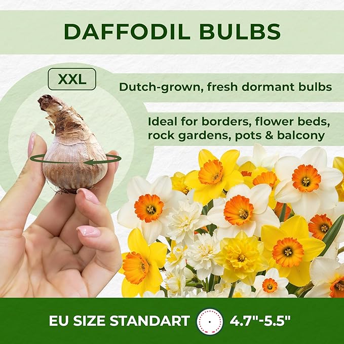 Dutch Bulbs Daffodil Bulbs Spring Dream Collection - 25 Perennial and Hardy Flower Bulbs - Scented Daffodil Mix from The Netherlands - for Garden and Pot (no Seeds - not Artificial)