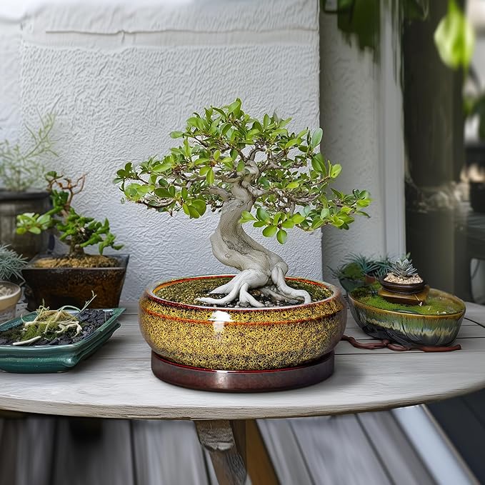EPFamily Bonsai Pots Ceramic - 10 Inch Succulent Planters Indoor Outdoor, Shallow Planter with Drainage Hole and Saucer, Round Planter Bowl, Succulent Pots, House Decor, Gifts for Plant Lover, Yellow