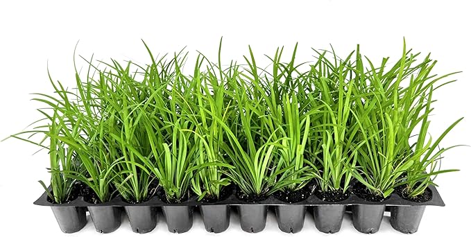 Liriope Big Blue | 30 Live Plants | Liriope muscari | Lavender Blue Flowers | Evergreen Ground Cover for Shade | Landscape Borders for Walkways and Beds