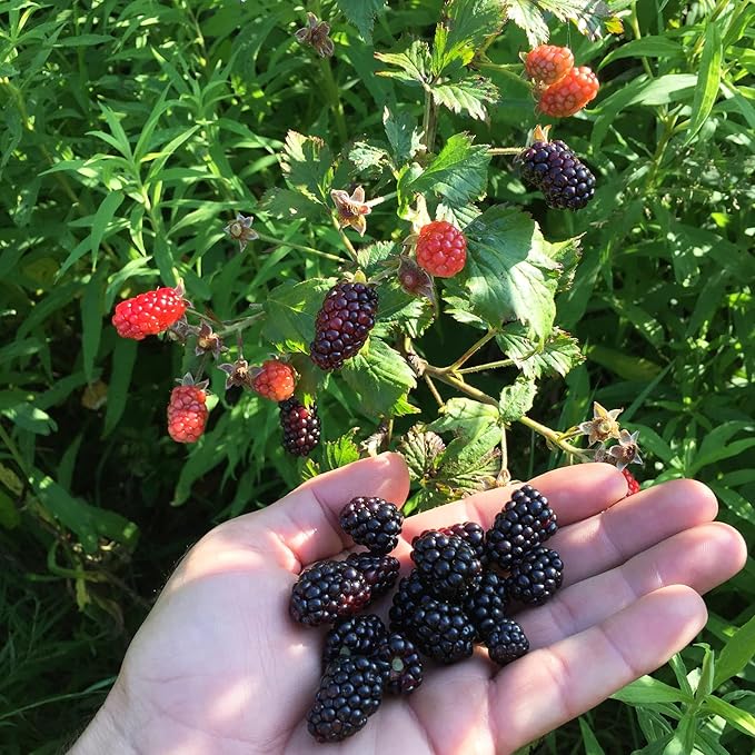 200+ Seed BlackBerry Wild Fruit Seeds for Planting Outdoor-Non-GMO Heirloom Sweet Rare Blackberries Fruit Plant in Your Home Garden