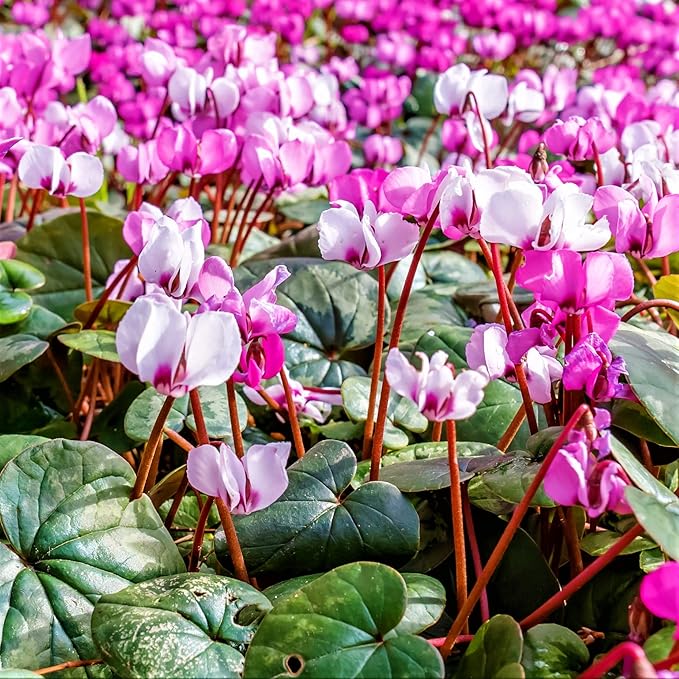Easy to Grow Cyclamen Mix Plant Bulbs (3 Pack) - Cold Hardy Cyclamen Colorful Blooms Winter to Spring Gardens Indoor Outdoor
