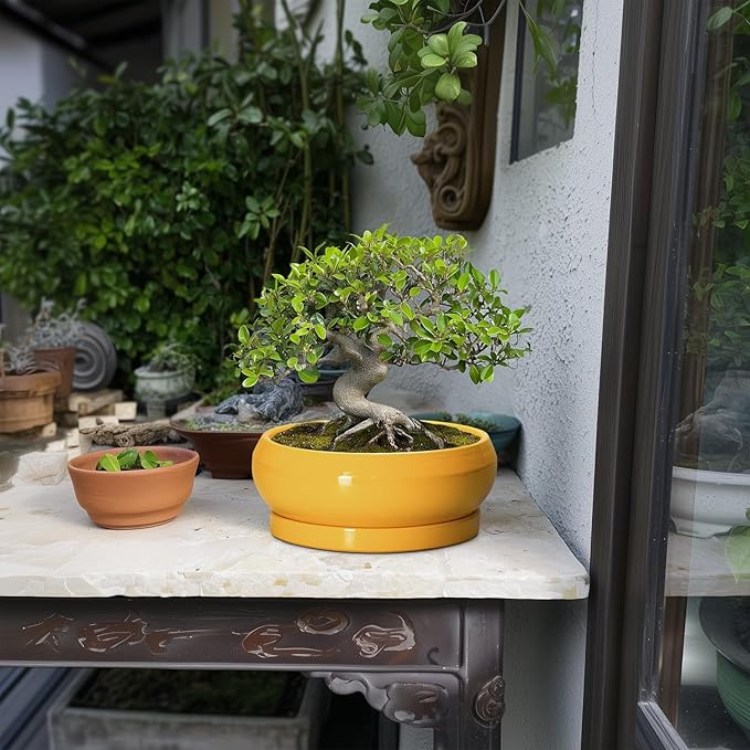 EPFamily Bonsai Pots - 8 Inch Ceramic Succulent Planter for Indoor Outdoor, Shallow Planters with Drainage Hole and Saucer, Round Modern Planter Bowl, Window Decor, Gifts for Plant Lovers, Yellow