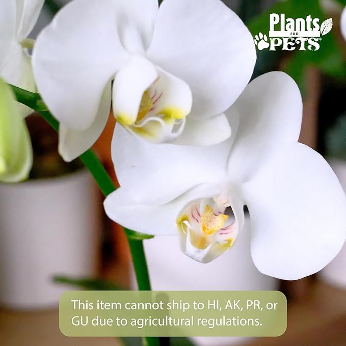 Premium White Live Orchid Plant Blooming in 3.5" Blue & White Orchid Pot, Live Plants, Houseplant Gifts, Approx. 16" Tall, Pet Friendly Houseplants, Phalaenopsis Moth Flower by Plants for Pets