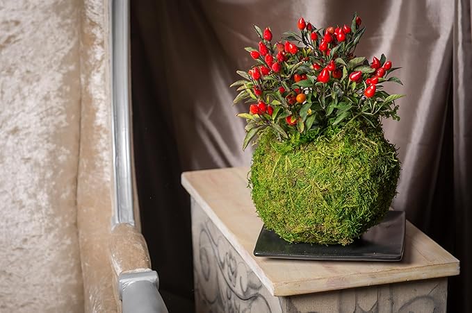 SuperMoss (29346) Kokedama Planter, 4", Fresh Green