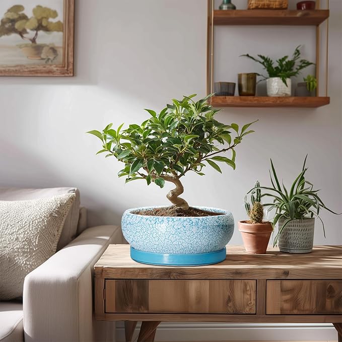 EPFamily Succulent Pots 8 Inch - Ceramic Bonsai Pots with Drainage Hole and Saucer, Succulent Planters for Indoor Plants Outdoor, Round Shallow Planter Bowl, Porch Decor, Gardening Gifts, Blue
