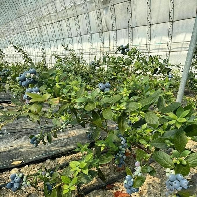 Blueberry Bush Seeds for Planting, 500+ Blueberry Fruit Seed, Non-GMO Fruit Seeds for Small Garden Border, Home Outdoor