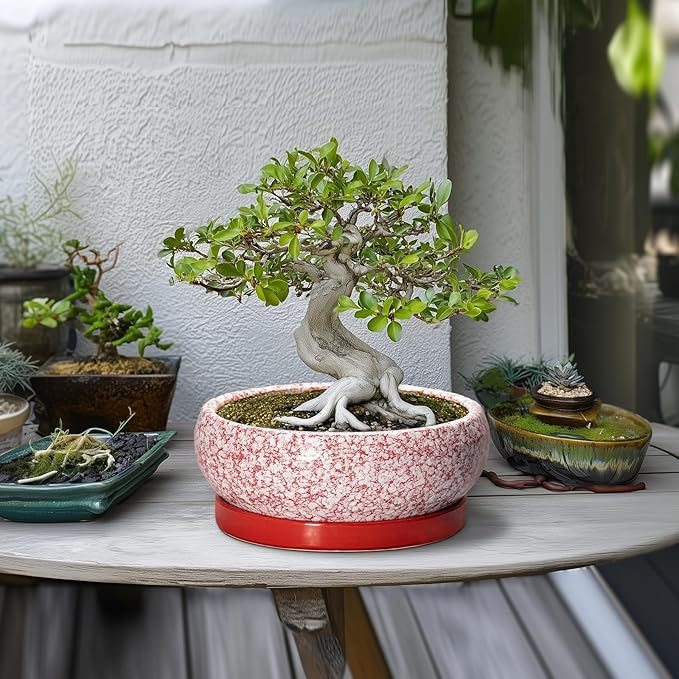EPFamily Bonsai Pots 10 Inch - Ceramic Succulent Planters for Indoor Plants Outdoor, Succulent Pots with Drainage Hole and Tray, Round Shallow Planter, Bonsai Planter, Home Decor, Gardening Gift, Red