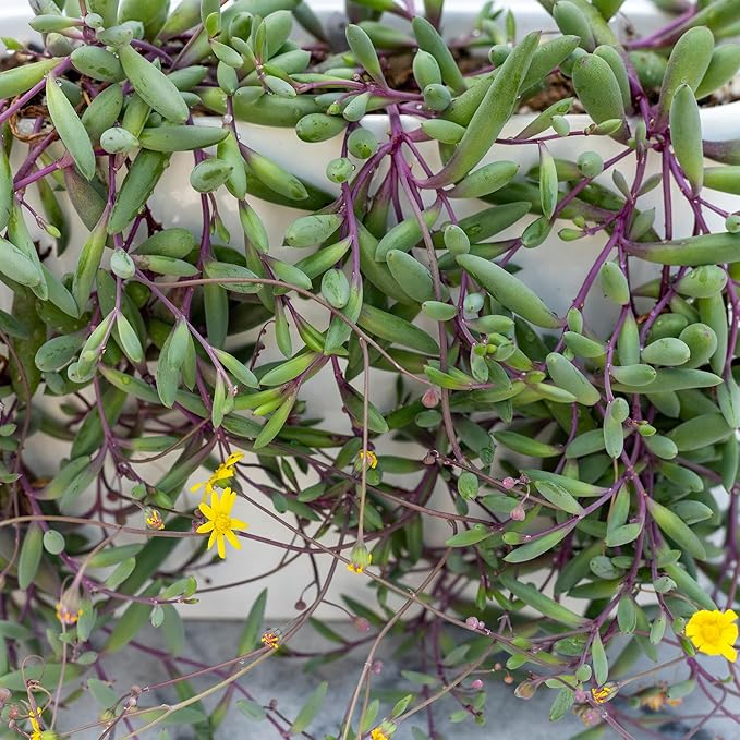 Mountain Crest Gardens Trailing & Strings Succulent Pack - 12 Live Plants in 2 Inch Pots - Real Succulents for Hanging Planters, Home Decor, and DIY Arrangements