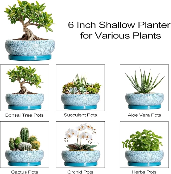EPFamily Bonsai Pots Small - 6 Inch Succulent Pots with Drainage Hole and Saucer, Succulent Planters for Indoor Outdoor, Shallow Plant Pot, Round Bonsai Planter, Office Decor, Plant Lover Gifts, Blue