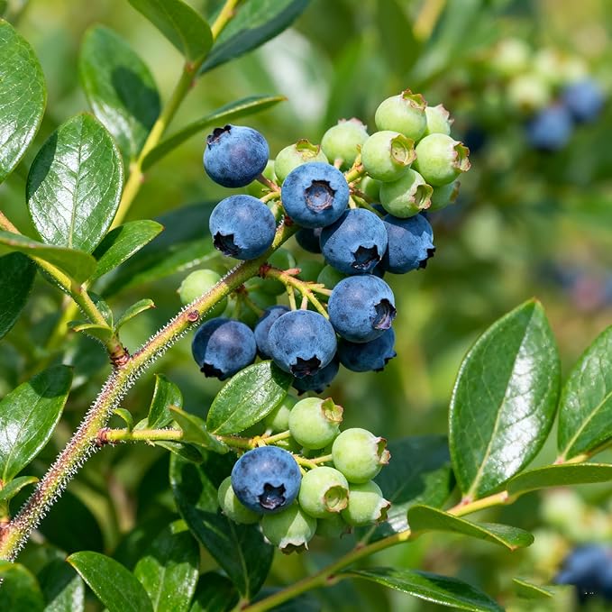 1000+ Fruit Seeds for Planting, Grape(80), Blueberry(80), Raspberry(200), Strawberry Seeds(700), Fresh Fruit Seed for Home Garden Outdoor