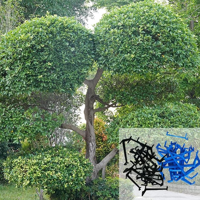 Branch Limb Spreaders for Fruit Trees Apple Tree Limb Spreader to Support New Branches Plastic Black 15 Pieces and Blue 15 Pieces