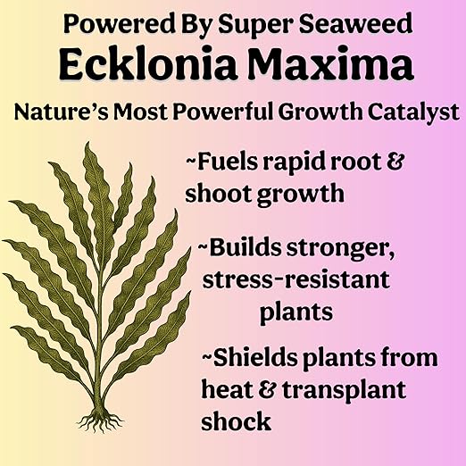 Grow Queen Organic Liquid Indoor Plant Food, Houseplant, Tropical & All-Purpose Indoor Plant Fertilizer, Organic Liquid Fertilizer 5-5-5 with Sea Kelp, 12oz Treats 75 Gallons