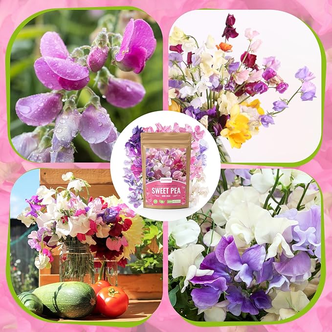 Sweet Pea Seeds 200 Seeds - Non-GMO Heirloom Organic Seeds Brightly Colored Flowering Vines for Pergolas, Flower Beds, Balconies and Patios