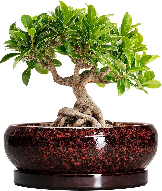 EPFamily Bonsai Pots - 8 Inch Ceramic Succulent Planters for Indoor Outdoor, Round Shallow Planters with Drainage Hole and Saucer, Succulent Planter Bowl, Home Decor, Housewarming Gifts, Red