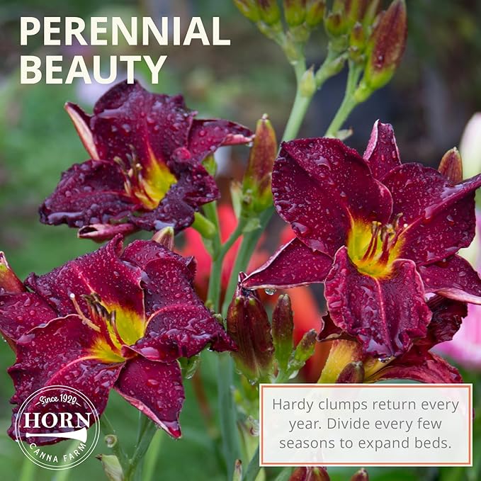 Prairie Blue Eyes Daylily Flower Bulbs – Lavender-Purple Blooms with Blue Eye – Hardy, Drought-Tolerant Perennial for Pollinator Gardens (Zones 3–9) Fall Planting Spring Blooming