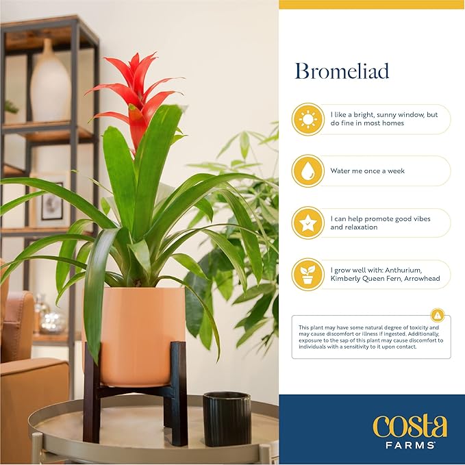 Costa Farms Bromeliad, Flowering Live Indoor Plant in Modern Flower Pot, Houseplant with Flowers in Potting Soil, Grower's Choice, New House Gift, Home or Room Decor, 20-Inches Tall