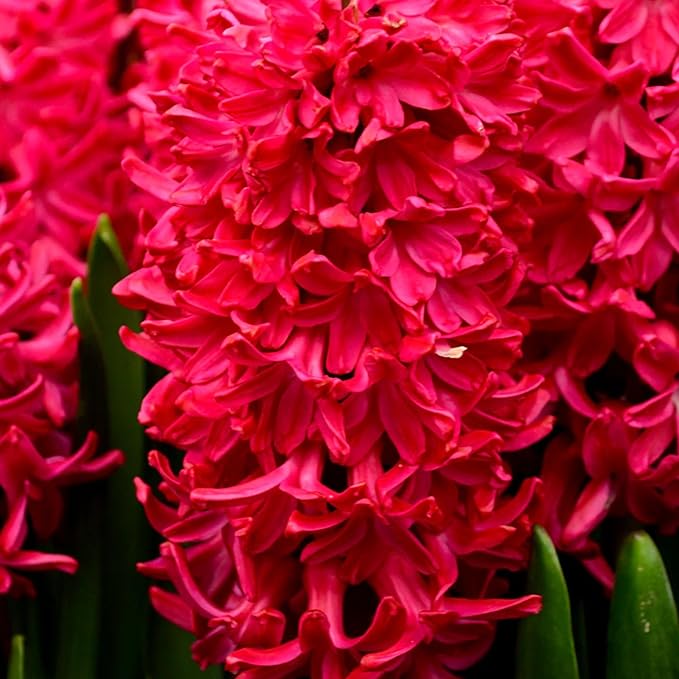 Hyacinth Jan Bos Flower Bulbs – Deep Carmine Red Blooms, Fragrant Spring Hyacinth Bulbs for Fall Planting, Easy Grow Indoor & Outdoor Plant Bulbs, Top Size 16/+ cm