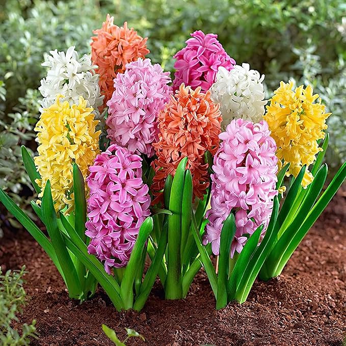 Hyacinth Mixed Bulbs - Perennial and Fragrant, Mix Hyacinths Bulbs for Planting | Long Lasting Beauty - Stunning Garden Display (5 Pack)
