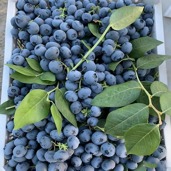 Blueberry Bush Seeds for Planting, 500+ Blueberry Fruit Seed, Non-GMO Fruit Seeds for Small Garden Border, Home Outdoor