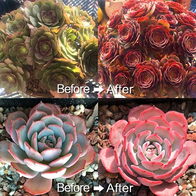 Necgemlex Smart LED Grow Lights for Indoor Plants - Real Time Sunlight Brightness Simulation, Full Spectrum Grow Light with 2-24 Hours Timer, Auto on/Off, Independent Control Dual Heads, Dimmable