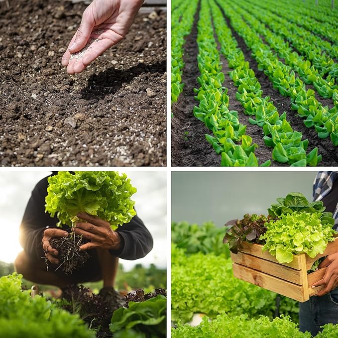 20,000+ Lettuce Seeds, Heirloom Winter Vegetable Seed for Planting Indoor Outdoor, 10 Varieties Fresh Lettuce Salad Seeds Garden Hydroponics Kit - Romaine, Iceberg, Boston, Bibb and More, Non-GMO