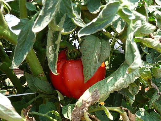 PlantVantage Concentrated Tomato Plant Food – Liquid Fertilizer with Humic Acid & Zinc, Liquid Plant Food Supporting Strong Roots, Bigger Blooms & Higher Yields, Easy Root Feed or Foliar Spray – 1 Gal
