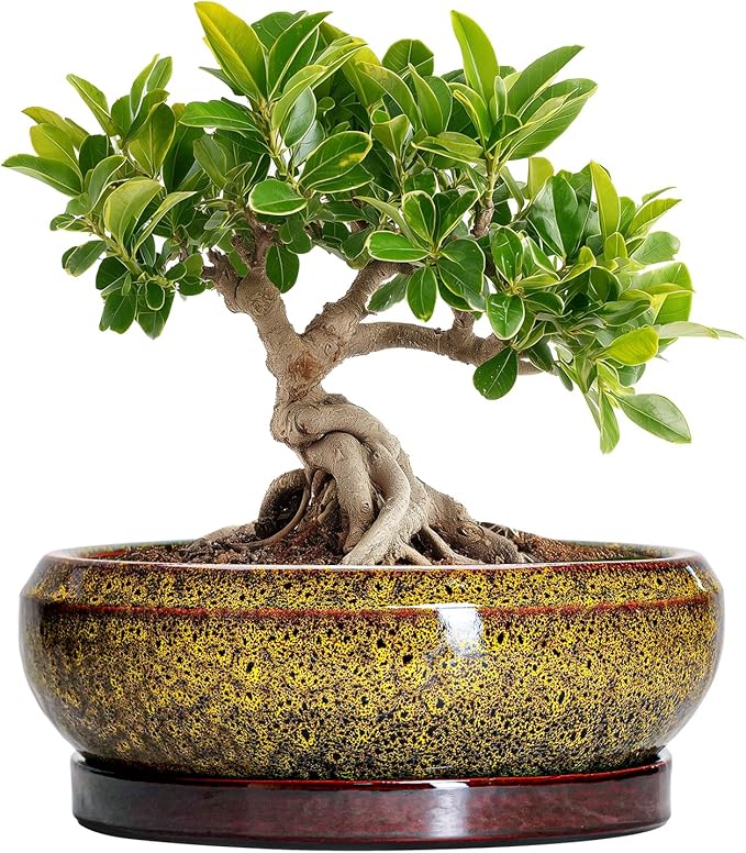 EPFamily Small Bonsai Pots - 6 Inch Ceramic Succulent Planters with Drainage Hole and Saucer, Shallow Round Planter Indoor Outdoor, Cactus Succulent Pots, Living Room Decor, Plant Lover Gift, Yellow