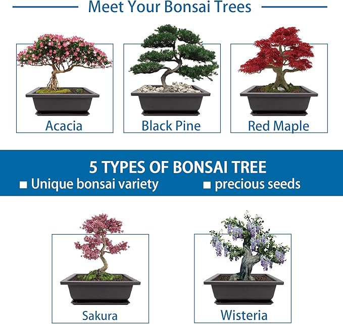 Sproutix Bonsai Starter Kit, 5 Seeds Growing into Acacia, Wisteria, Sakura, Red Maple and Black Pine, Including Complete Gardening Tools with A Gift Box, Christmas Gifts for Men Women Beginners