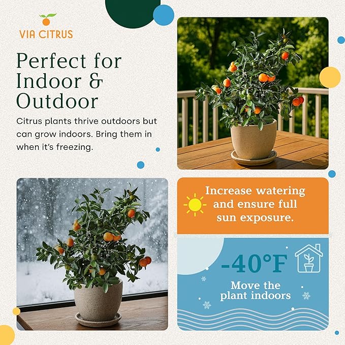 Calamondin Tree Live Plants Outdoor Plant 13" - 22" Tall Dwarf Indoor Fruit Trees Live Plants Cannot Ship: CA, AZ/TX/LA – Patio Fruit Plant Pot, Real Citrus Tree Pot, Housewarming Gifts by Via Citrus