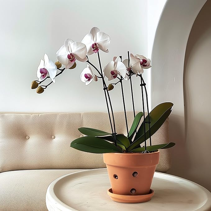 HERDUK Clay Orchid Pots with Holes,Terracotta Orchid Pots with Drainage Holes & Saucer for Repotting 6 Inch, Orchid Planters for Indoor Plants
