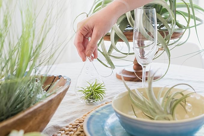 Large Tectorum Ecuador Air Plant - Live Tillandsia Succulent House Plants - Available in Wholesale and Bulk - Home and Garden Decor - Easy Care Indoor and Outdoor Plants (Large-1 PC)
