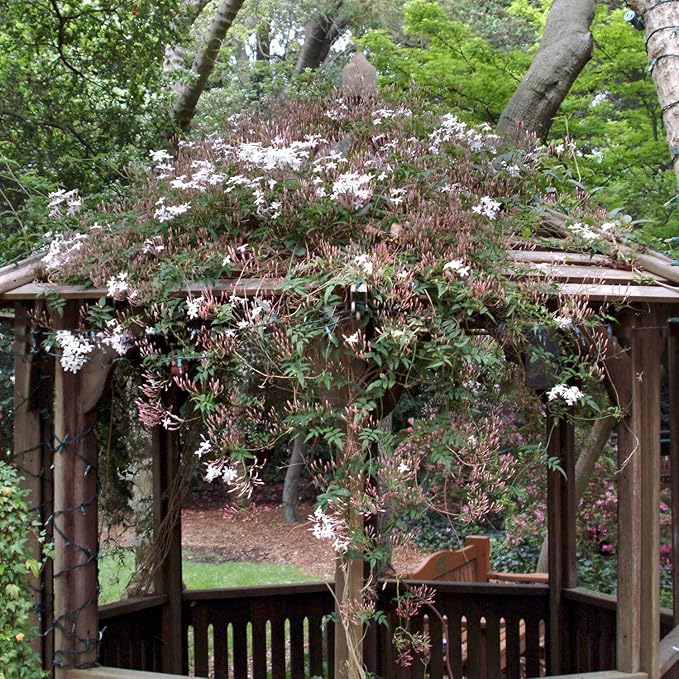 Pink Jasmine Vine - Jasminum Polyanthum - Fragrant & Blooming, Perfect for Indoor/Outdoor Decor (4 Pink jas Cups)
